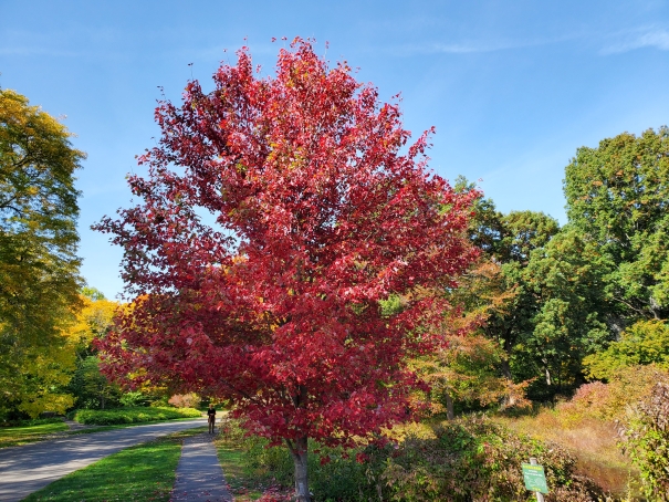 20221012_122326.Red Maple Arnold Arboretum Boston